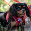 Ancol Viva Nylon Dog Collar | Strong & Durable Red Collar