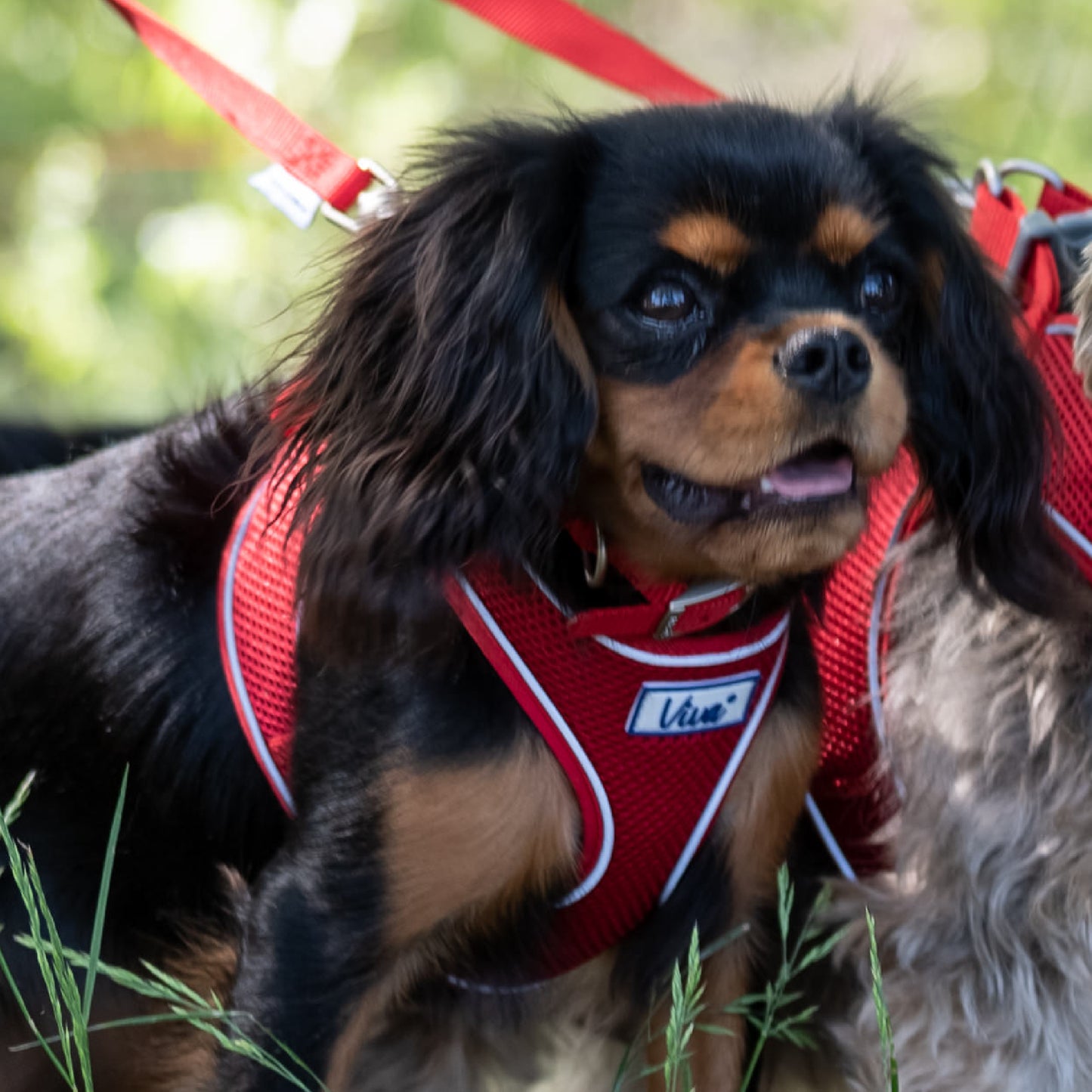 Ancol Viva Nylon Dog Collar | Strong & Durable Red Collar
