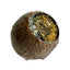 Forage Filled Coconut Small Pet Treat | Natural Enrichment for Rabbits & Small Animals