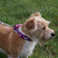 Ancol | Dog Collar | Nylon Adjustable Bone Pattern - Purple