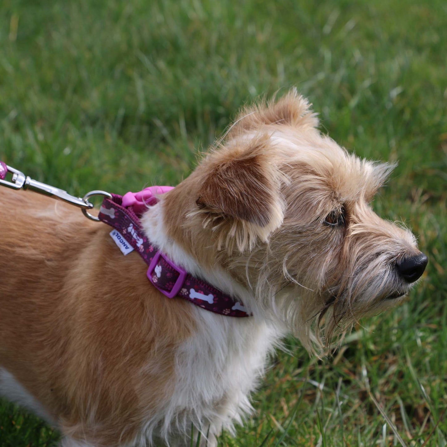 Ancol | Dog Collar | Nylon Adjustable Bone Pattern - Purple