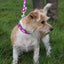 Ancol | Nylon Dog Clip Lead | Reflective Bone Pattern - Purple