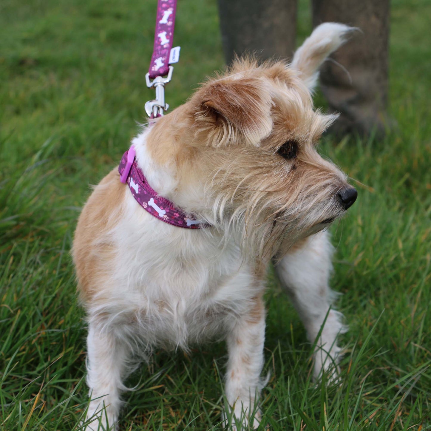 Ancol | Nylon Dog Clip Lead | Reflective Bone Pattern - Purple