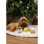 Cupid & Comet | Christmas Plush Dog Toy | Festive Plush Ball Duo