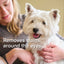 Beaphar | Dog Healthcare | Tear Stain Remover - 50ml