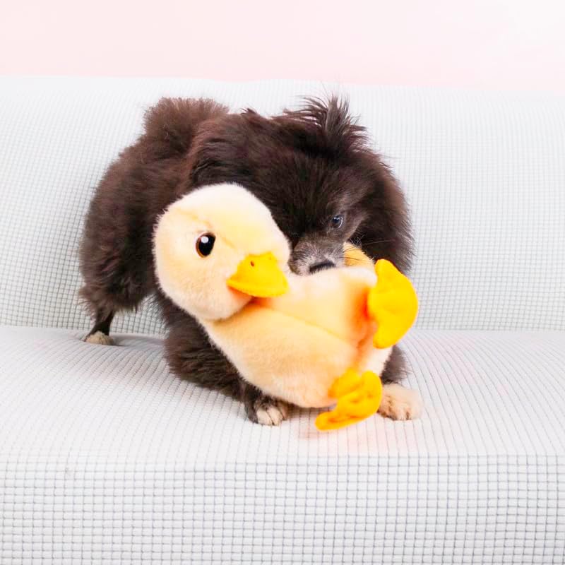 Small dog playing with a plush duck toy on a white couch