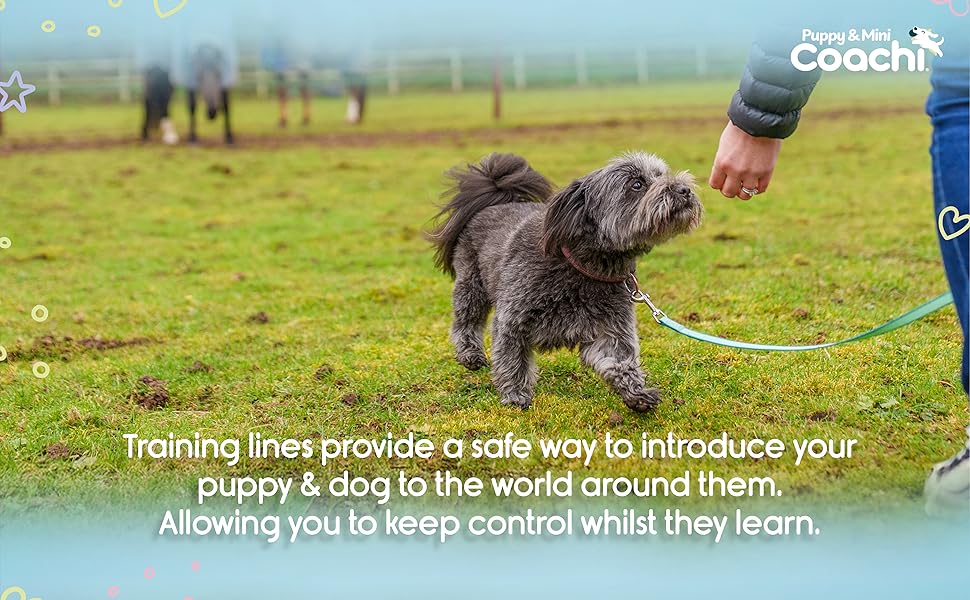 Dog on a leash with a trainer in an outdoor setting, promoting puppy training lines.