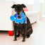 Dog holding a blue toy with a colorful ring in its mouth, sitting on a light-colored floor.