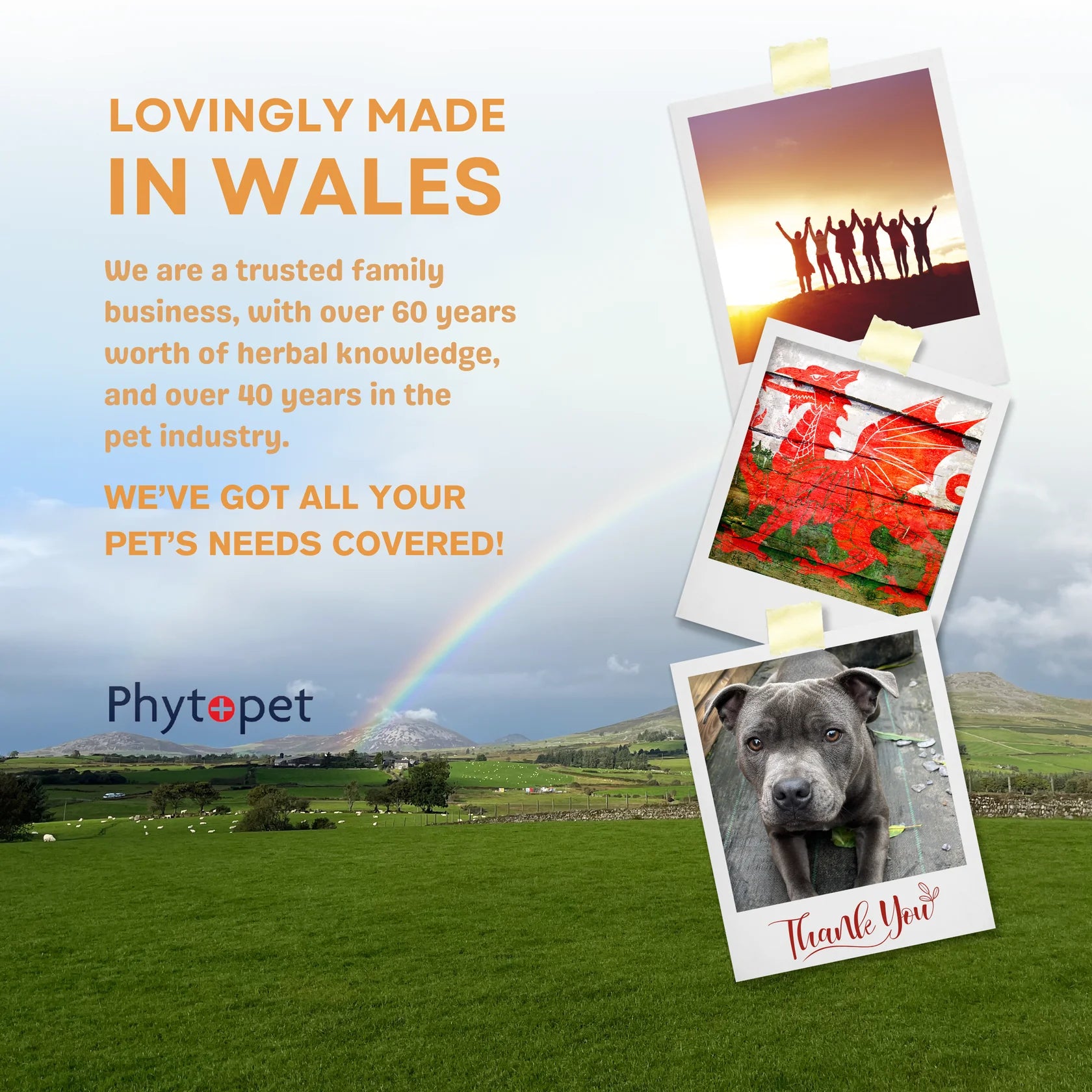 Promotional graphic for PhytoPet featuring the text 'LOVINGLY MADE IN WALES' over a scenic Welsh landscape with a rainbow, plus three sample pet photos and a dog portrait on a grassy hillside.