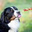 Pets Unlimited Tricolor Chewy Stick With Chicken Dog Chew Treat (Medium, 3 Pcs)
