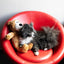 KONG Wild Knots Jumbo Bear Dog Toy | Squeaker & Knotted Rope