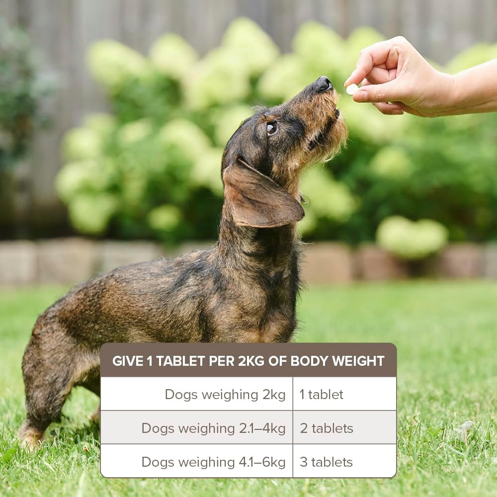 Beaphar One Dose Wormer for Dogs | Roundworm & Tapeworm Treatment