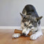 Nylabone Puppy Chew Bone Chicken & Chill & Chew Teething Toys | Ireland & UK