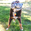 Dog holding a stuffed animal toy in its mouth on a grassy field