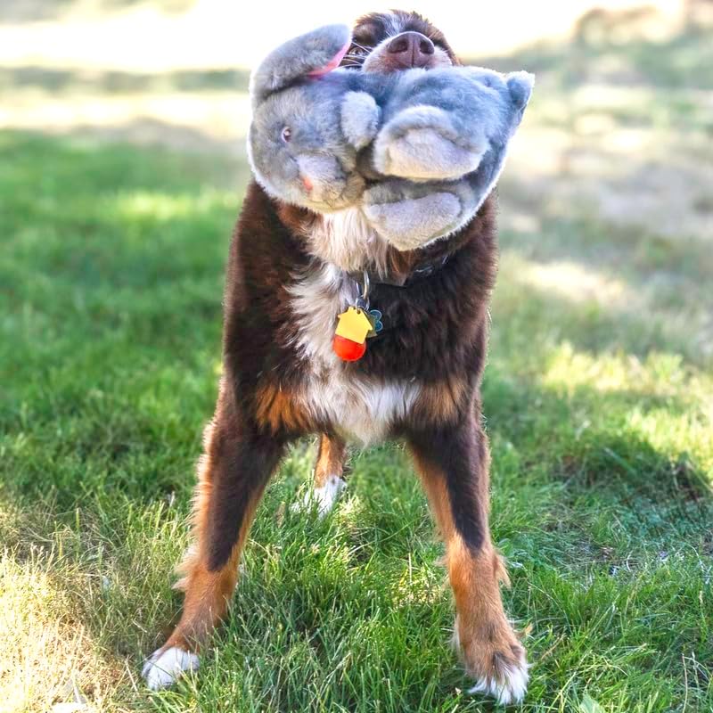 Dog holding a stuffed animal toy in its mouth on a grassy field