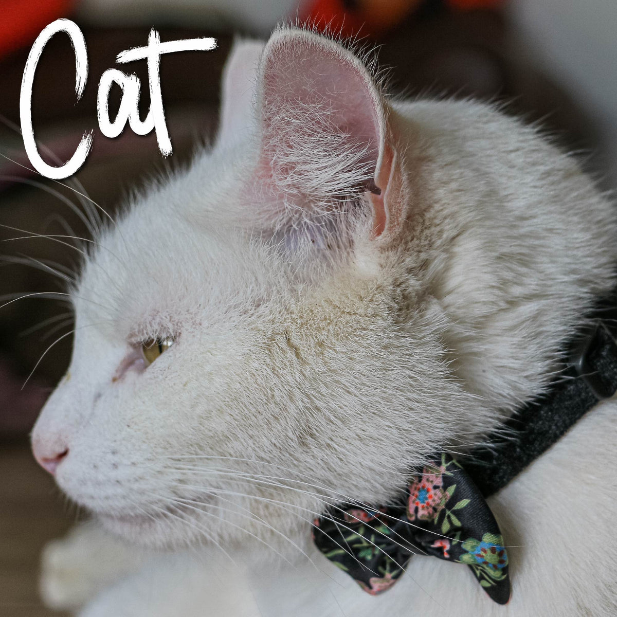 Close-up of a white cat wearing a floral collar with the word 'Cat' above.
