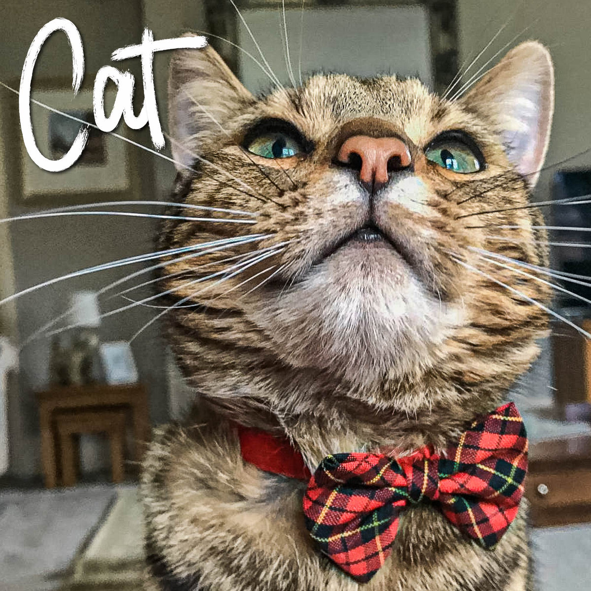 Cat wearing a plaid bow tie with a blurred indoor background