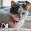Cat wearing a colorful collar on a soft surface
