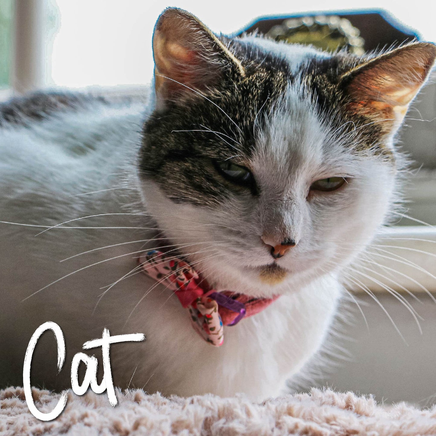 Cat wearing a colorful collar on a soft surface