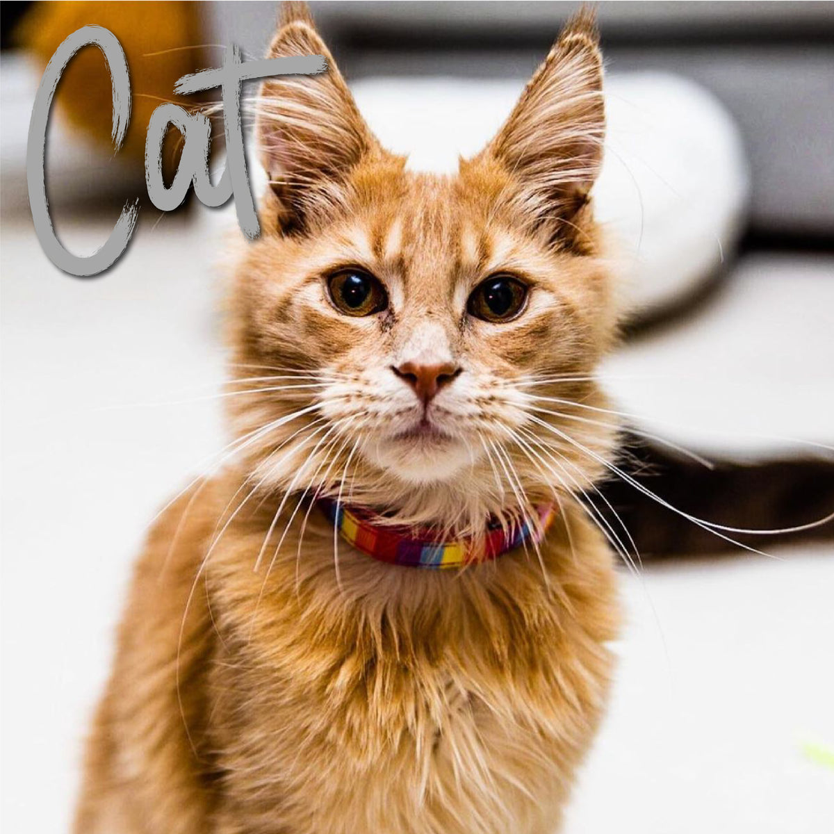 Cat wearing a colorful collar with the word 'Cat' displayed above.