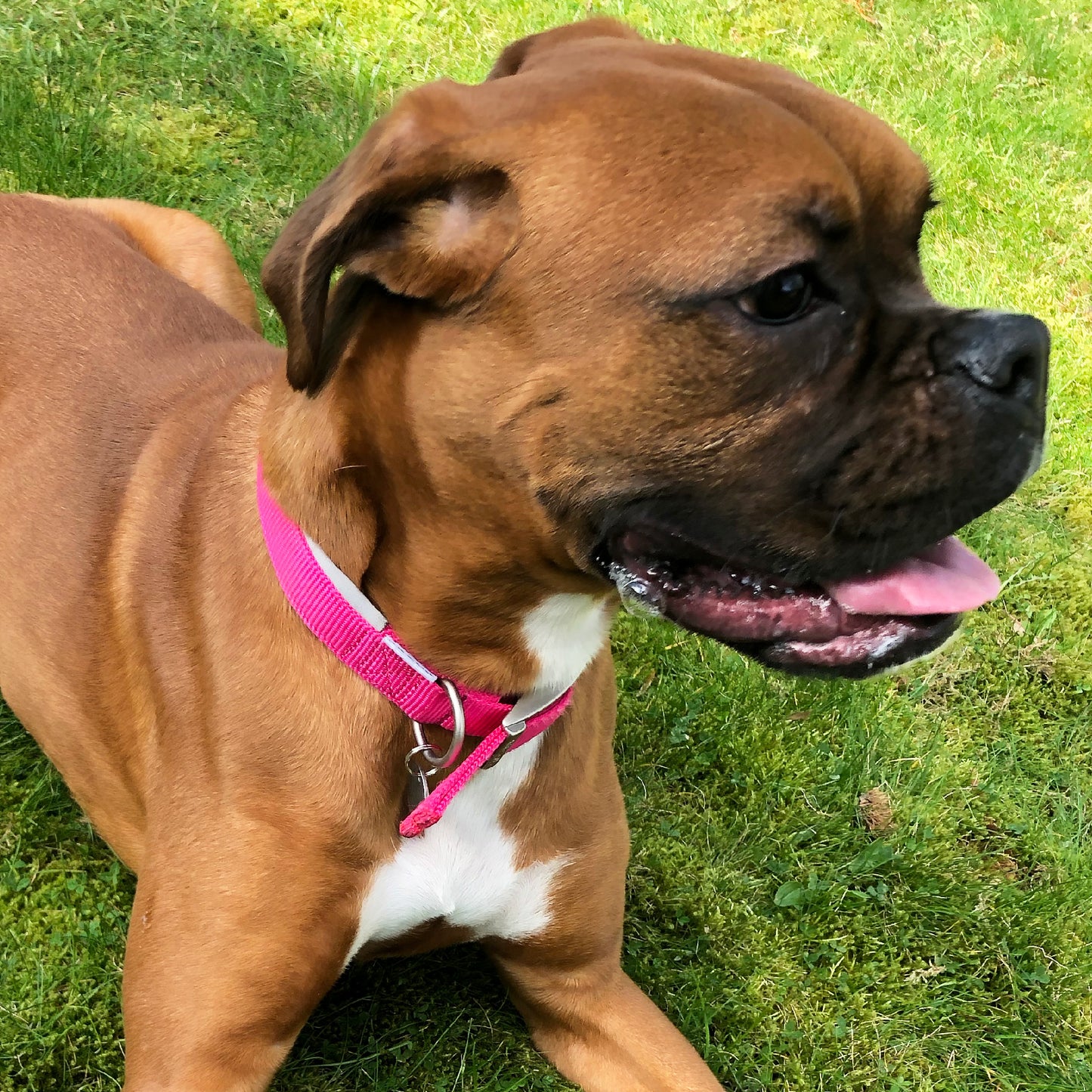 Ancol Air Cushion Nylon Dog Collar - Red