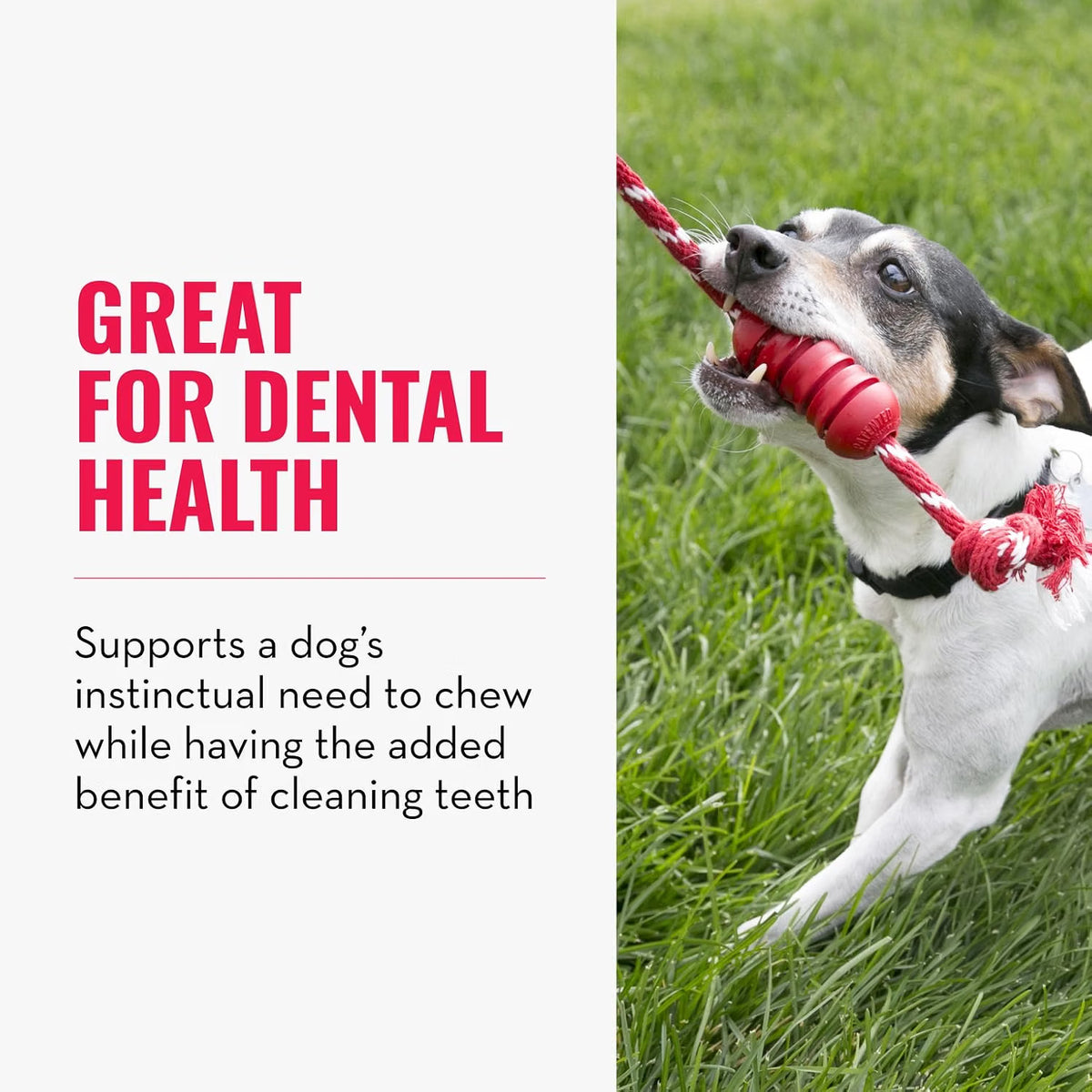 KONG Dental Dog Toy with Rope | Small & Medium
