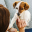 Small brown and white dog being fed a treat by a person with a blurred background