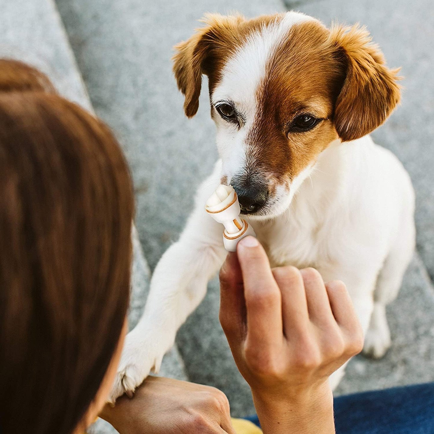Small brown and white dog being fed a treat by a person with a blurred background