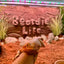 ProRep Beardie Life Mixed Desert Sand & Soil Substrate