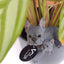 Vivid Arts | Blue French Bulldog with Pup Plant Pal
