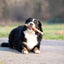 Pets Unlimited Tricolor Chewy Stick With Chicken Dog Chew Treat (Medium, 3 Pcs)