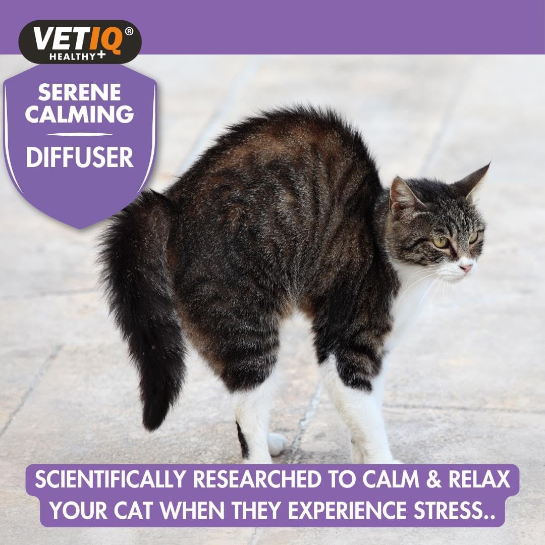 Cat standing on a light surface with VETIQ Serene Calming Diffuser product information displayed.