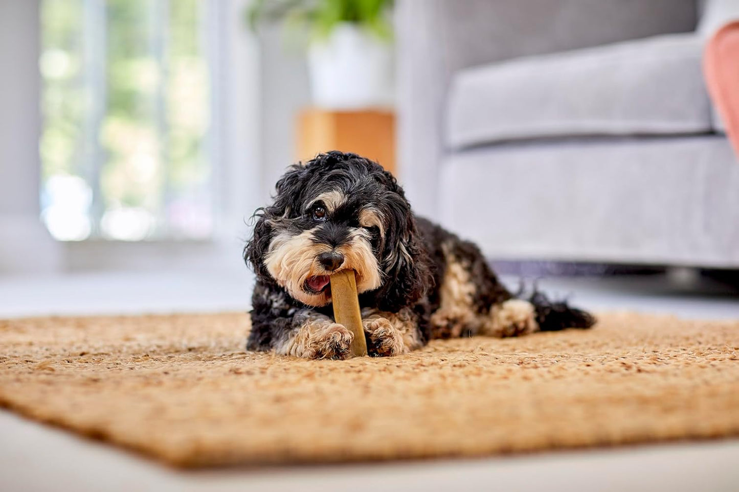 Yakers | Natural Dog Treat | Himalayan Hard Cheese Yak Milk Chew