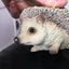 Vivid Arts Pet Pals Pygmy Hedgehog