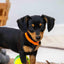 Ancol Whelping Collars 12pk