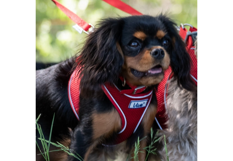 Ancol Nylon Collar Black