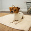 Dog lying on a fluffy white mat in a room with a basket and wire rack in the background.