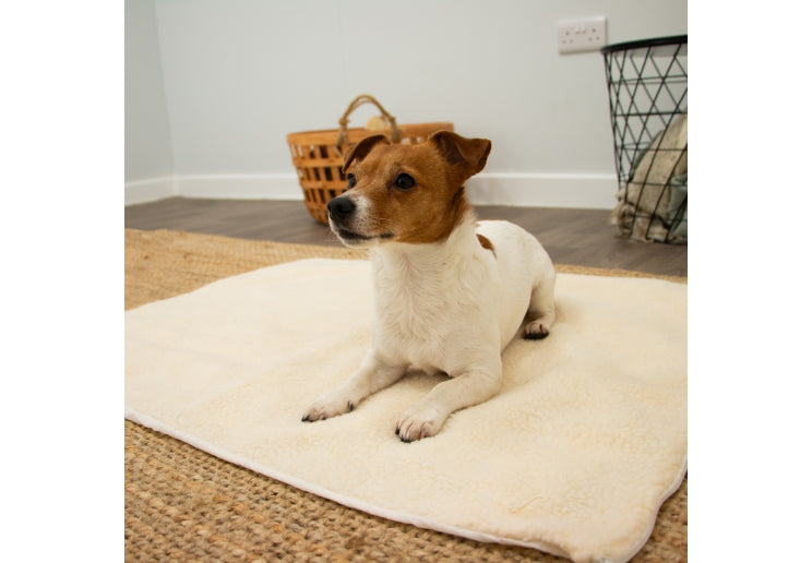 Dog lying on a fluffy white mat in a room with a basket and wire rack in the background.