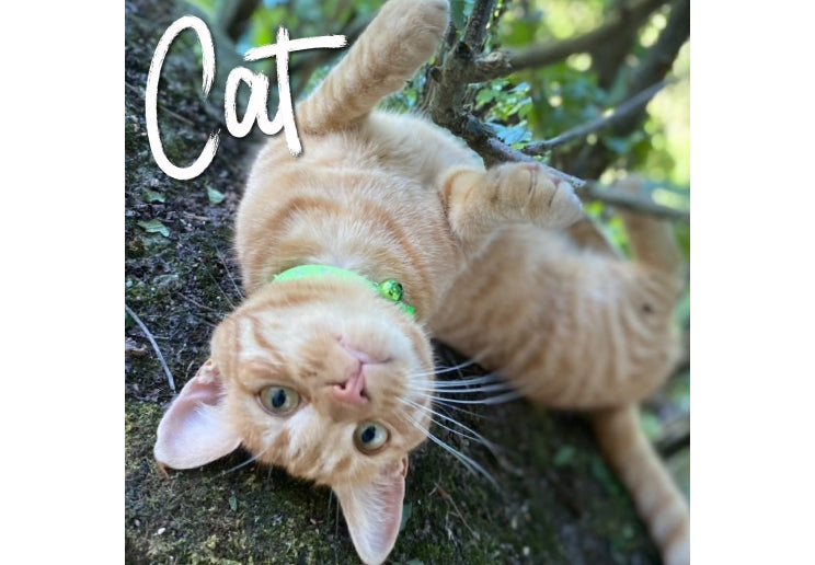 Cat on a tree branch with a green collar, text 'Cat' above