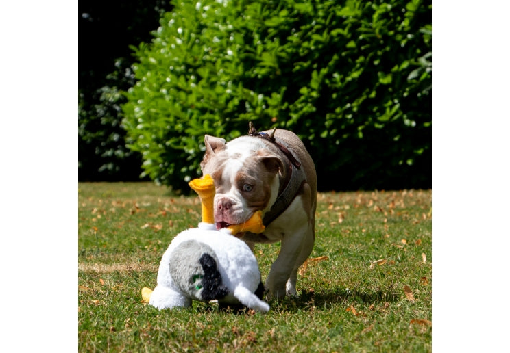 Seagull Dog Toy | Plush Friend by Ancol Made From