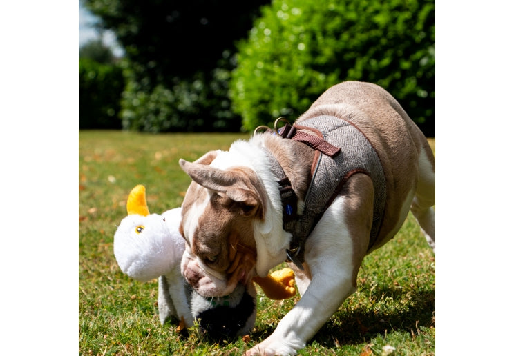 Seagull Dog Toy | Plush Friend by Ancol Made From