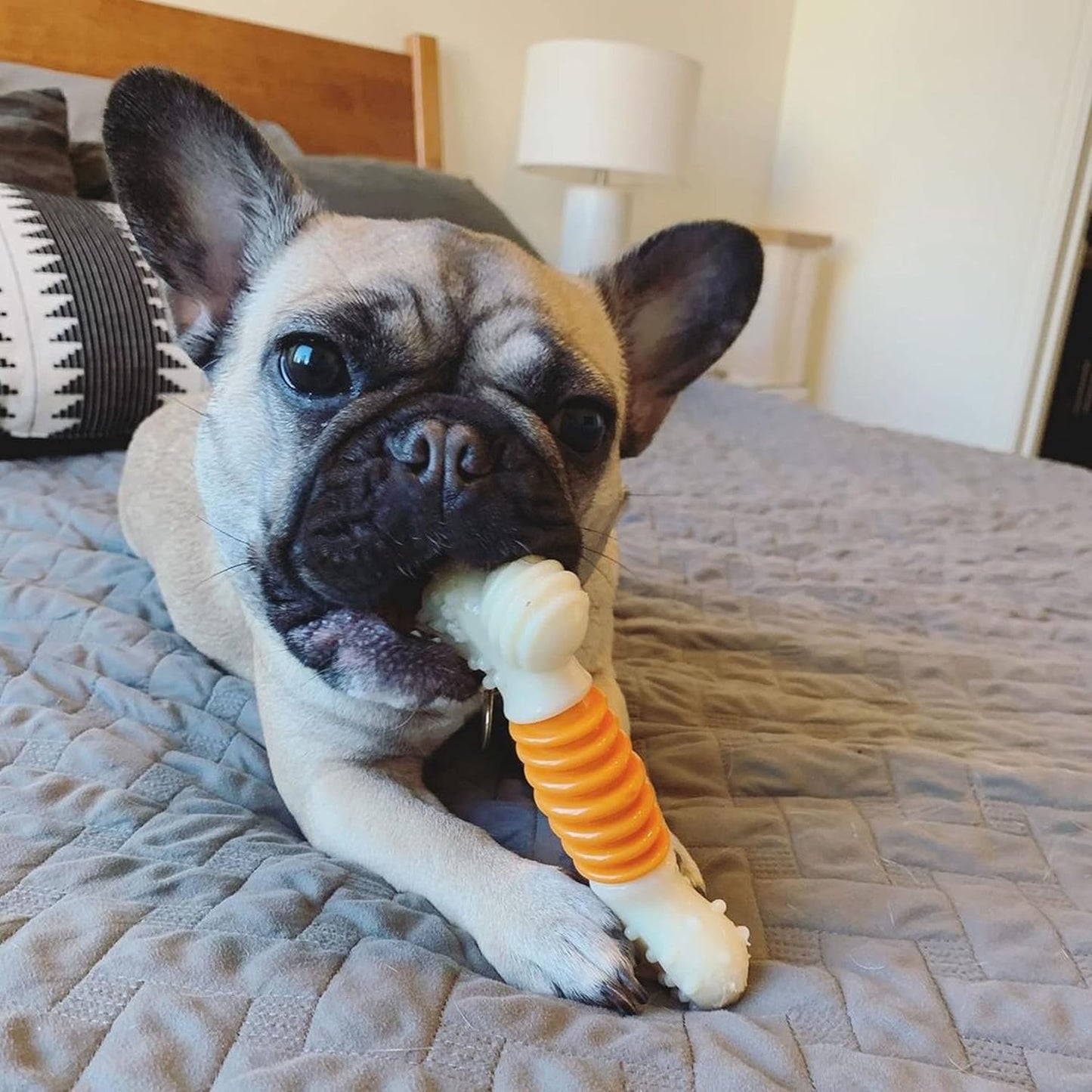 Nylabone Dental Extreme Chew | Bacon Flavour | Tough Dog Toy