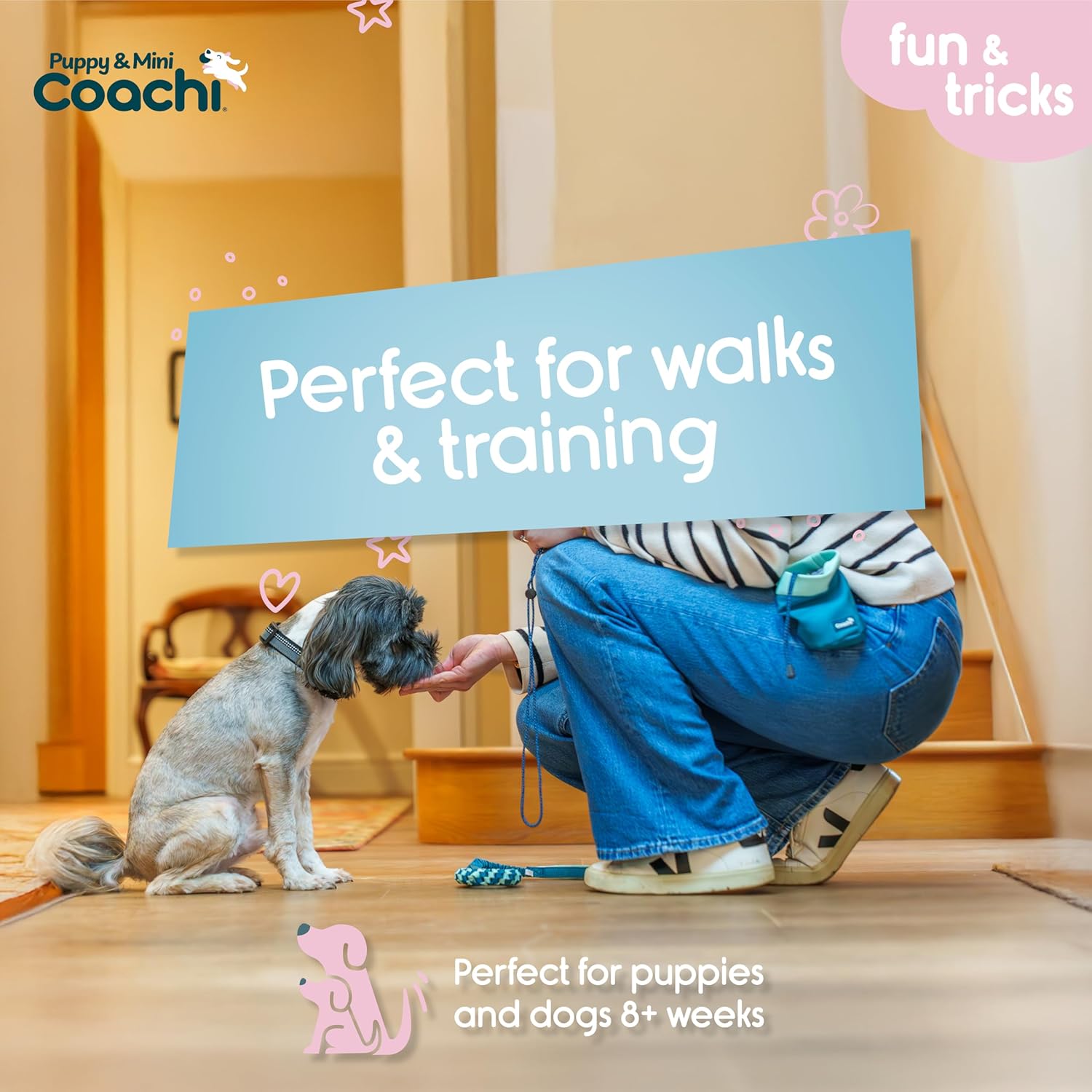 Person kneeling down with a dog, promoting 'Puppy & Mini Coachi' for walks and training.