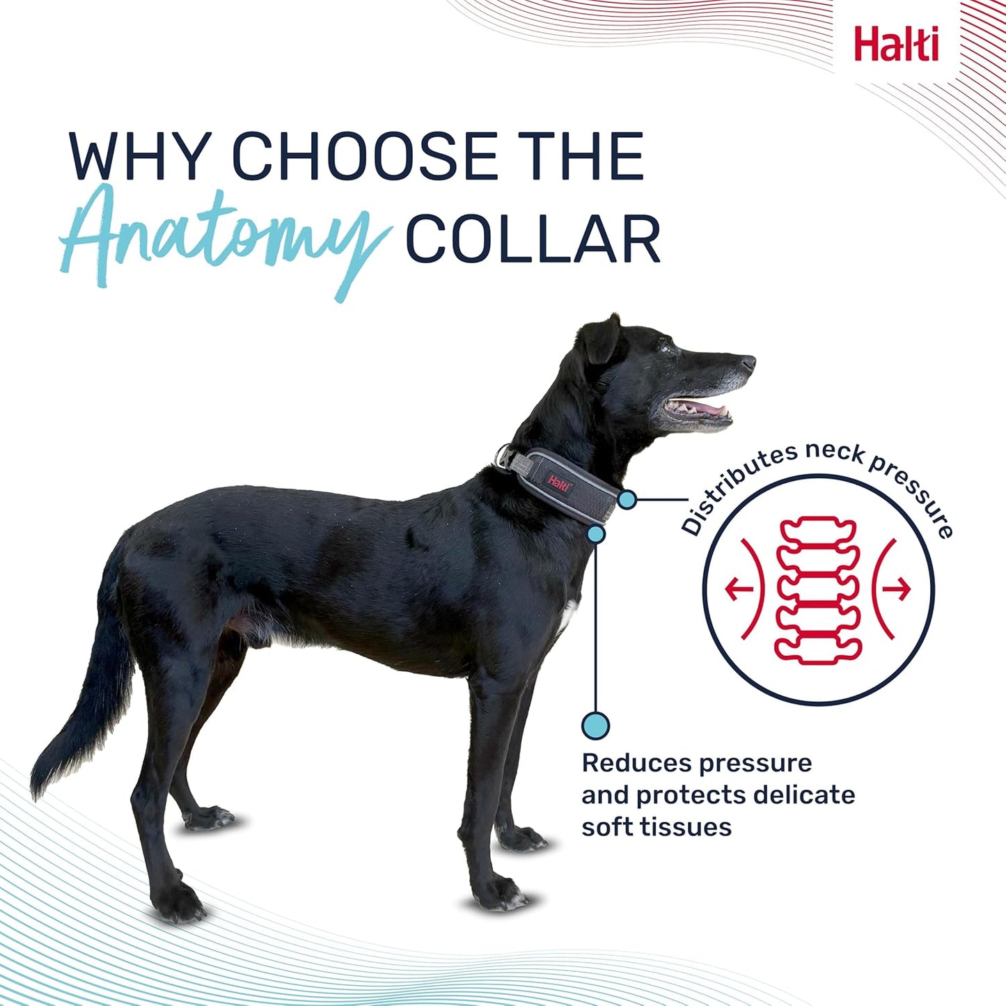 Dog wearing an Anatomy Collar with text explaining its benefits on a white background.