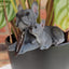 Vivid Arts | Blue French Bulldog with Pup Plant Pal