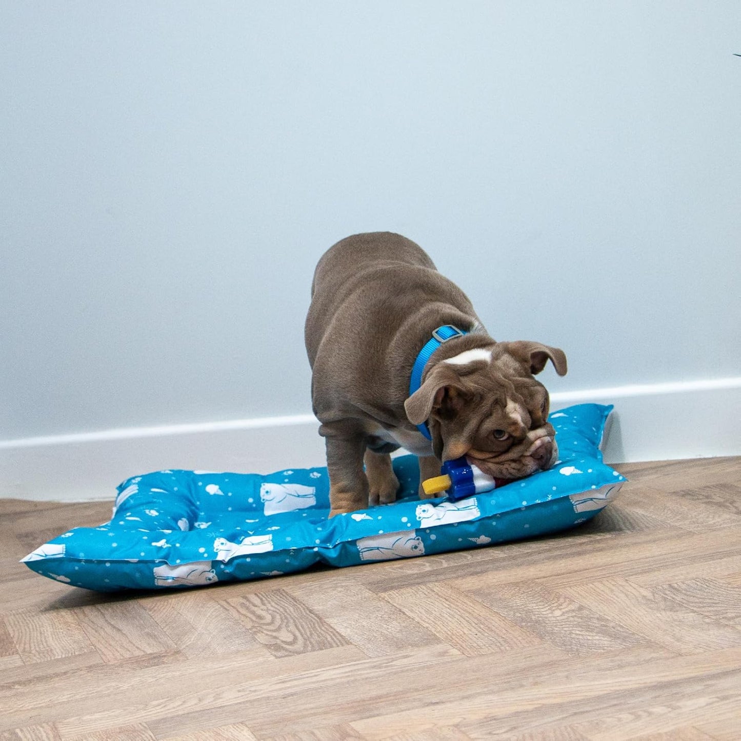 Ancol Ice Paws Cooling Comfortable Pet Bed Quickly Reduce Temperature 56cm x 66cm