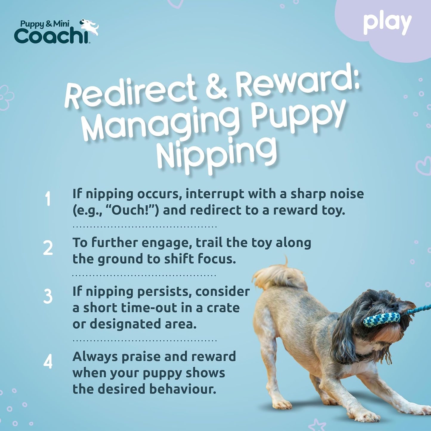 Instructional graphic on managing puppy nipping with a dog toy, featuring the Puppy & Mini Coachi brand.