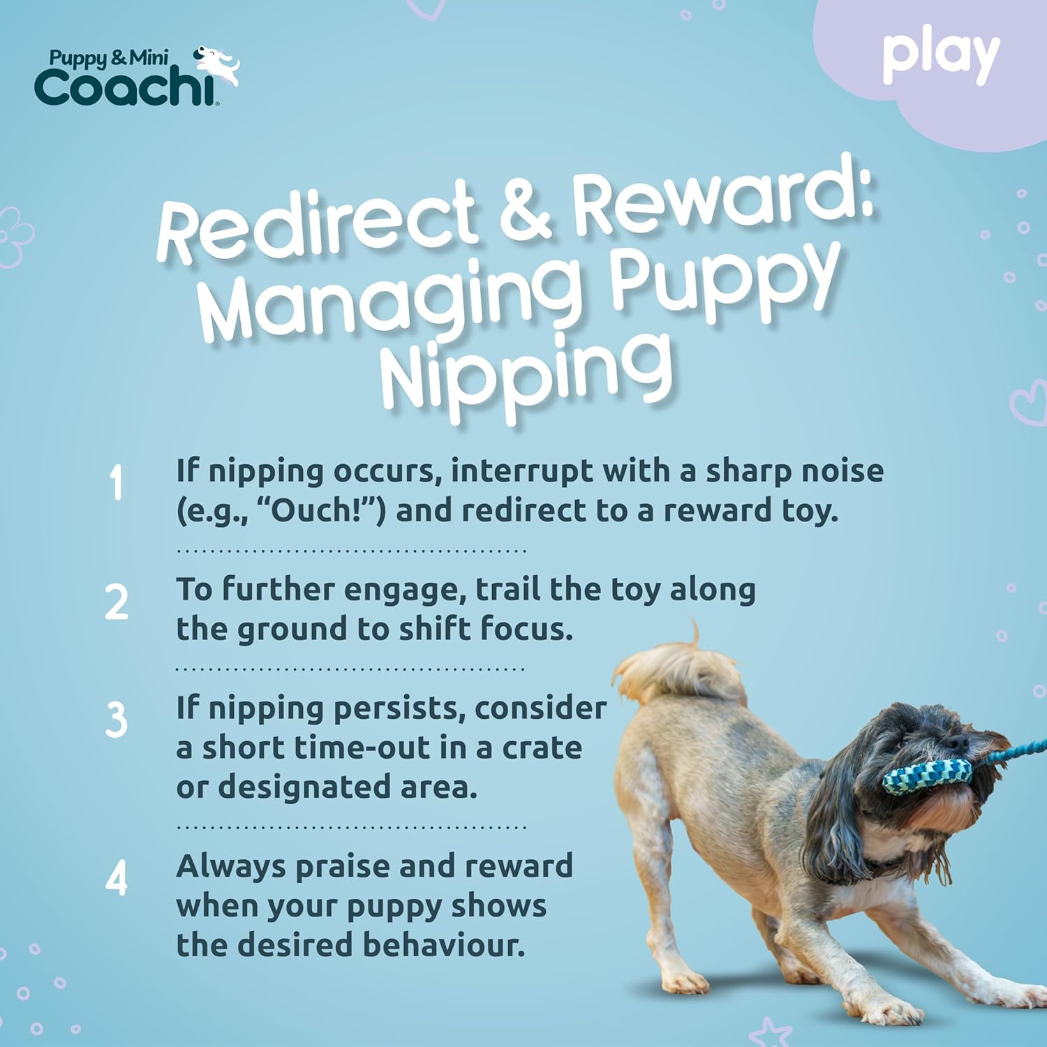 Instructional graphic on managing puppy nipping with a dog toy, featuring the Puppy & Mini Coachi brand.