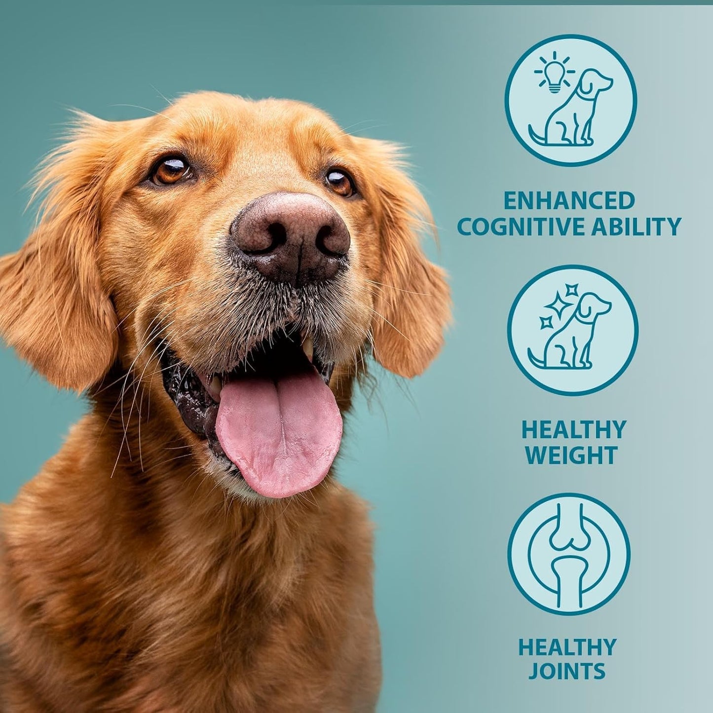 Burns Toy & Small Breed Original | Holistic Gluten Free Dry Dog Food | Senior + | Chicken & Brown Rice