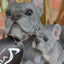Vivid Arts | Blue French Bulldog with Pup Plant Pal